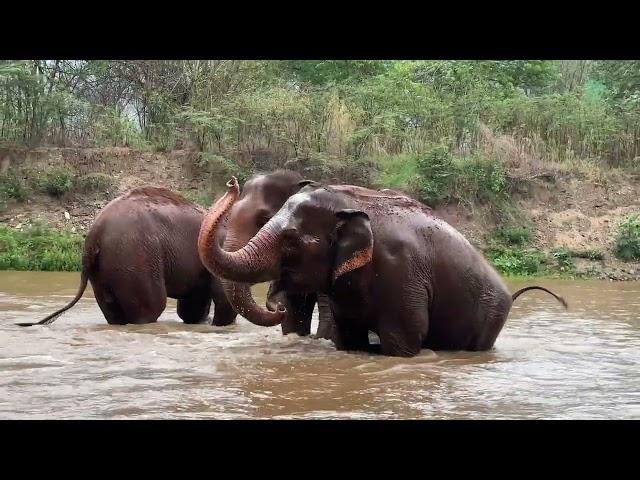 River Fun for Tilly, ThaiKoon, and KhamPuan! - ElephantNews