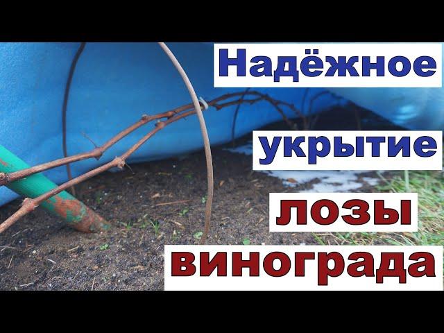 Укрытие винограда на зиму. Сезон 2023г.