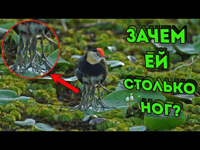 У ЭТОЙ ПТИЦЫ ОТРАСТАЕТ 8 НОГ! Зачем она это делает? | Необычное животное!