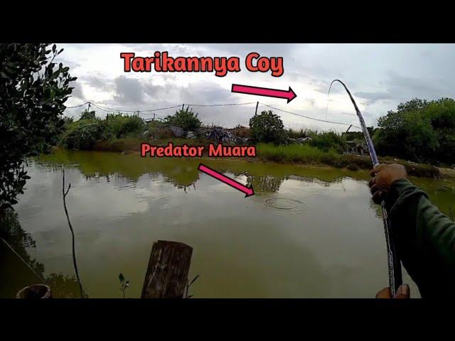 MANCING BELANAK DIHAJAR MONSTER PREDATOR MUARA BARRAMUNDI