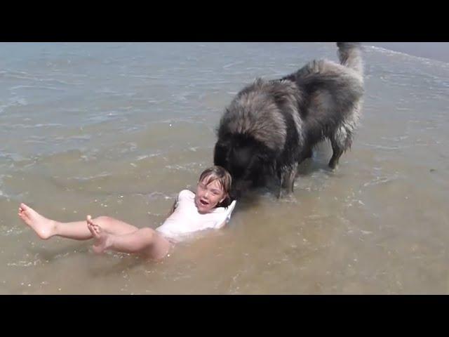 Dog Rescues Girl Playing in Ocean