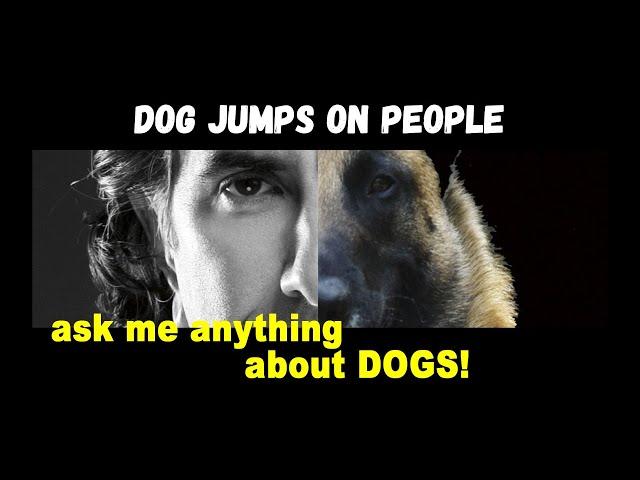 What to Do When Your Dog Jumps on People Robert Cabral Dog Training Video