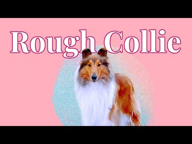 Is a Collie (Rough Collie) the dog for you?