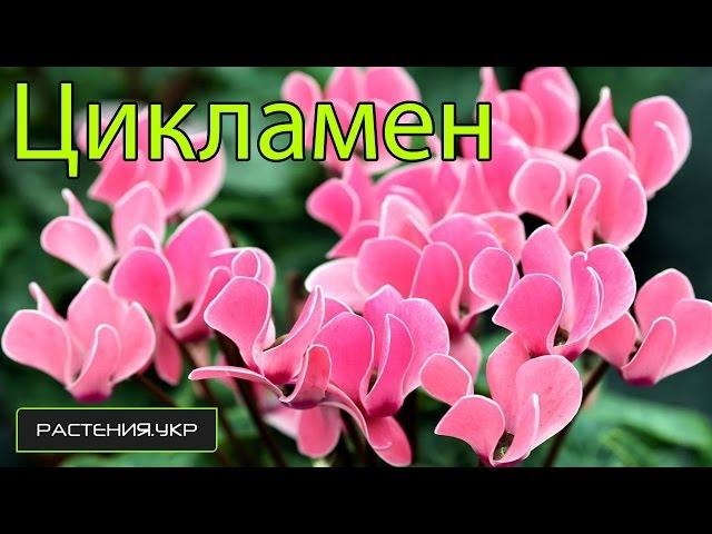 Цикламен уход в домашних условиях / комнатные цветы