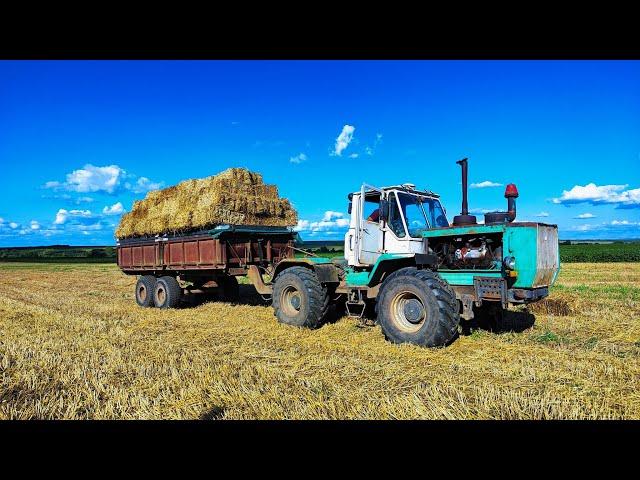 Тюкуєм солому ЮМЗ-6Возим Т-150К Тюки ПАЙОВИКАМ завезли. Всі довольні🫡