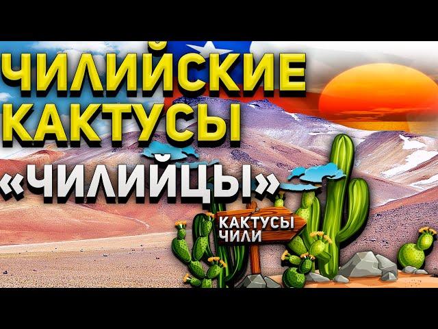 ЧИЛИЙСКИЕ КАКТУСЫ. Чилийцы. Copiapoa.Eriosyce.