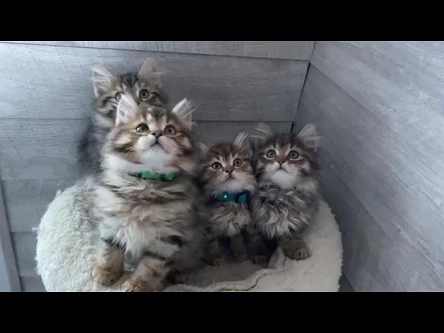 Ergaki Cattery - 4 curious Siberian kittens