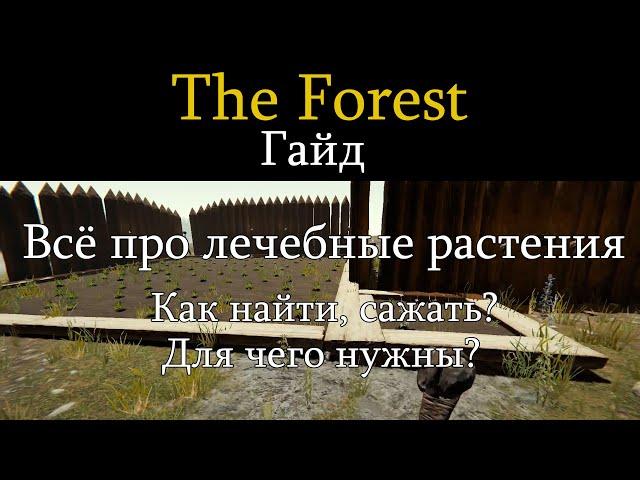 The Forest гайд. Все про лечебные растения. Как найти, сажать. Для чего нужны?