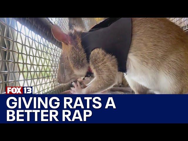 'Hero rats' giving rodents a better rap | FOX 13 Seattle