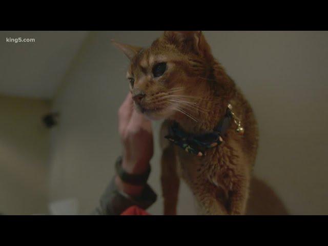Cat reunites with Port Orchard family after missing nearly 4 years