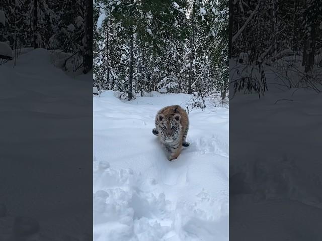 Зимние прогулки тигренка  winter games with tiger cub