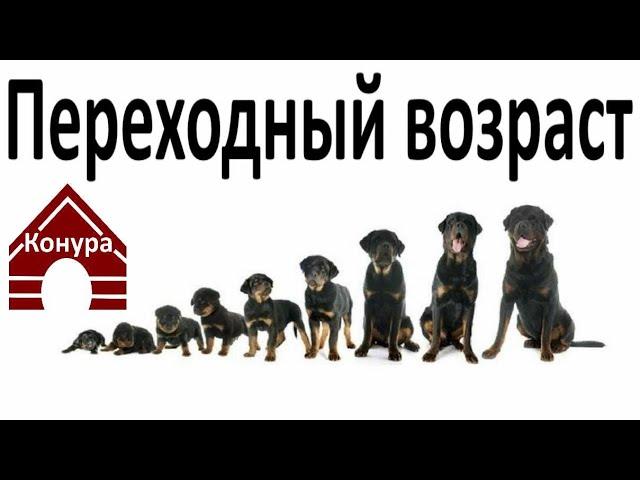 Переходный возраст у собаки / чем это грозит