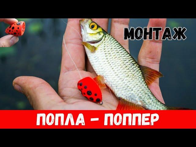 ПОПЛА-ПОППЕР на высоте/ОТЛИЧНЫЙ МОНТАЖ Косит Рыбу