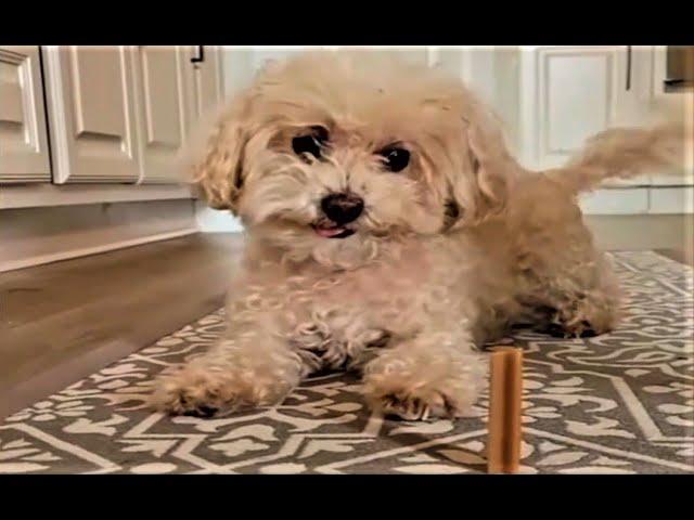 Die besten Hunde Videos 2021, Teil 1, Cute and Funny Dogs Videos.