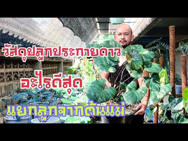 เสน่ห์จันทร์ประกายดาว | ปรับวัสดุปลูกใหม่ว้าวแค่ไหน แยกลูกยังไงปลอดภัยหายห่วง