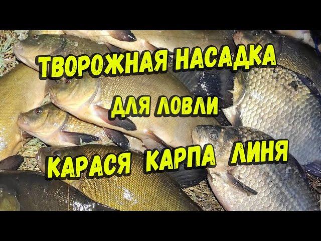 Творожная насадка для ловли карася карпа линя