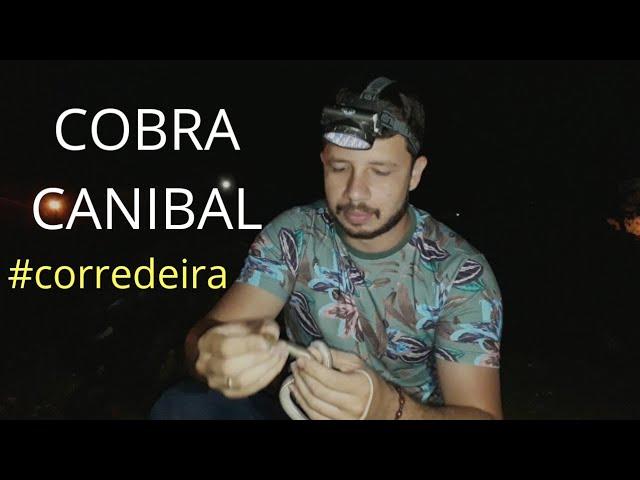 COBRA CANIBAL