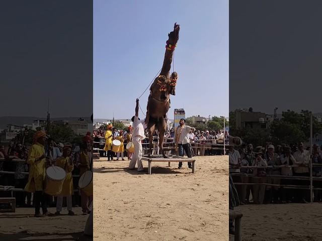 Pushkar Mela || Pushkar Camel Dance || Pushkar Camel Festival #Shorts #Pushkar