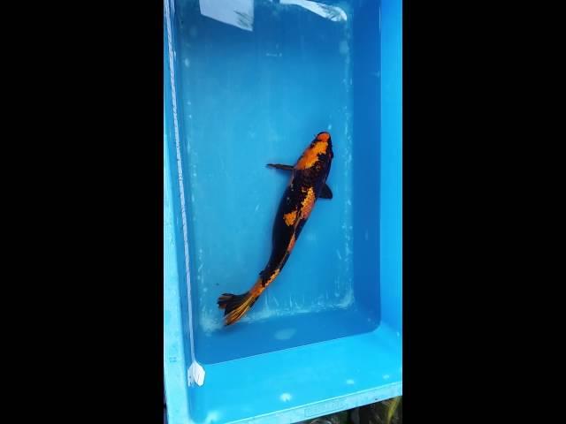 18" Kinki Utsuri Koi Carp fish for sale @ love aquatics