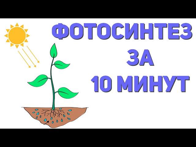 Фотосинтез за 10 минут | ЕГЭ по биологии