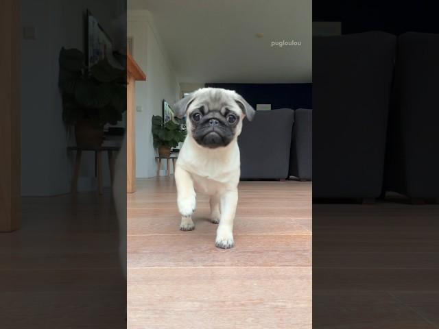 The scariest PUPPY SNEAK ATTACK  #pug #dog #puppy #cute