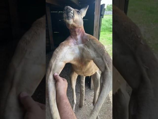 Everything’s bigger in Texas... including Kangaroos 