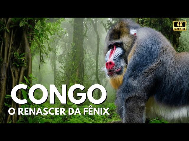 Congo, The Phoenix Reborn! #wildlife #wildanimals #documentary