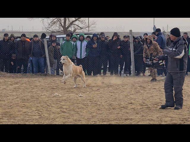 едем побеждать поле Янгала!