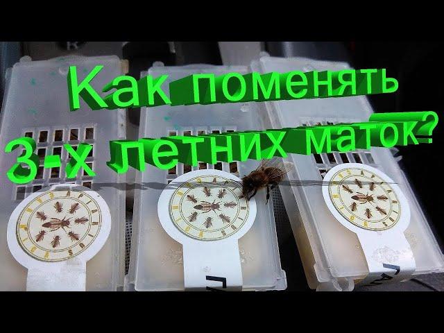 Профессор Кашковский: Маткам по 3 года, как их поменять?