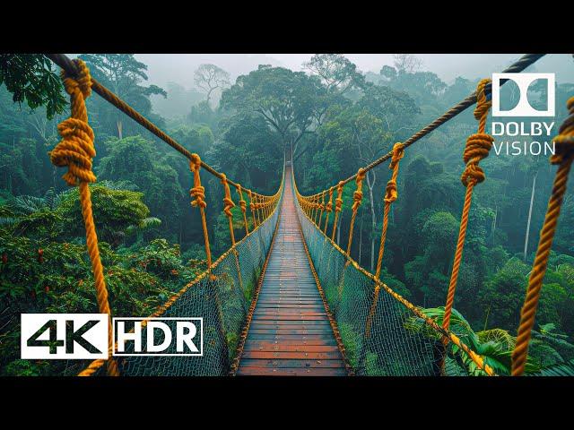 JAW DROPPING 4K 60FPS HDR - Dolby Vision (4K Video)