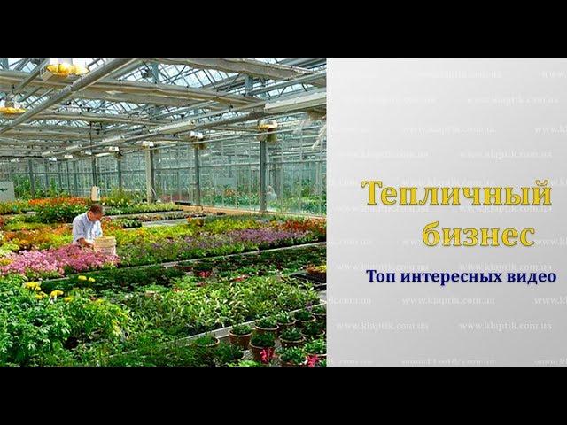 Тепличный бизнес. Топ лучших рекомендаций для начинающих
