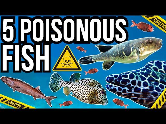 5 Poisonous Fish From Around The World