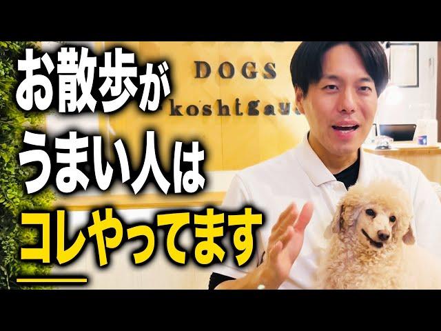 【犬しつけ】散歩で絶対に教えてほしいこと5選!