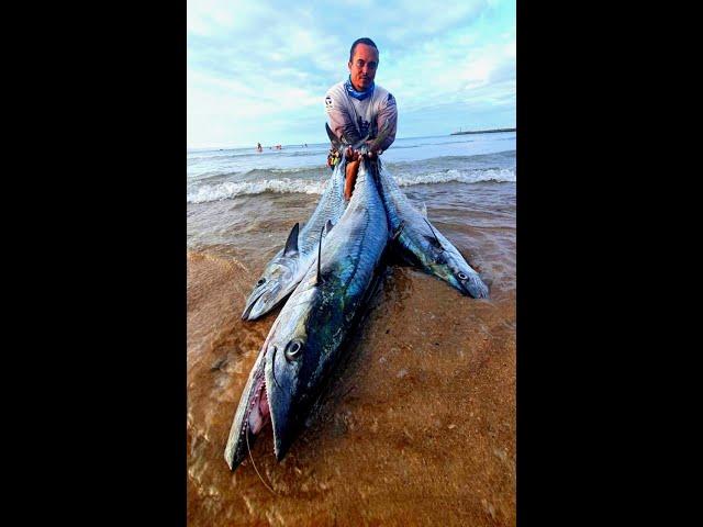 COUTA FISHING OFF DURBAN ( 20.9kgs 15kgs and 13kg couta)