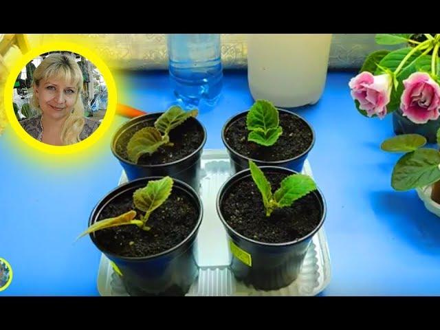 ГЛОКСИНИИ ИЗ МАКУШЕК ! РАЗМНОЖЕНИЕ, ВЫРАЩИВАНИЕ И УХОД How to grow gloxinia №4