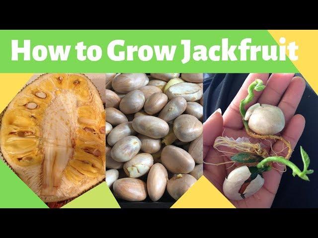 How to Grow Jackfruit from Seed