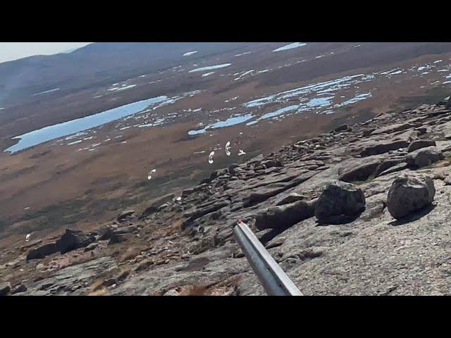 PTARMIGAN and GROUSE madness ! Ruffed grouse , spruce grouse , and ptarmigan hunting !