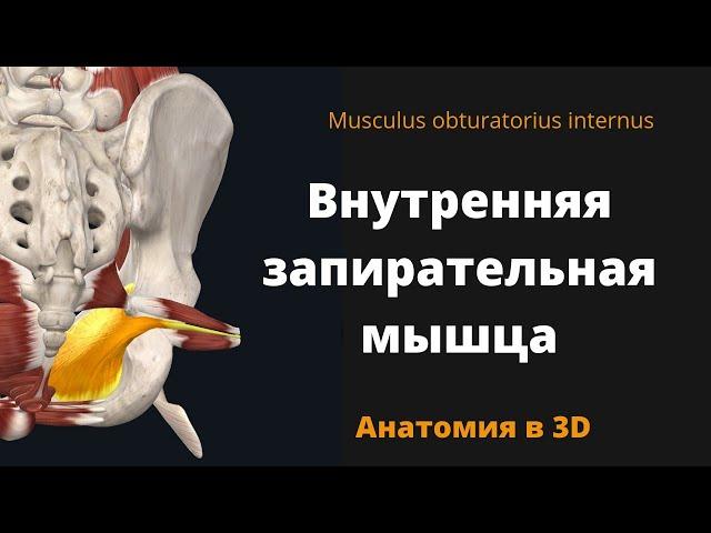 Внутренняя запирательная мышца. Musculus obturatorius internus. Анатомия в 3D.