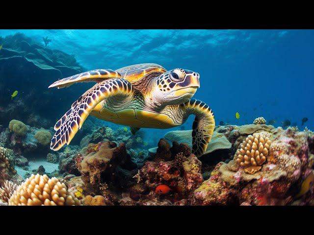 12 Hours of Stunning Aquarium Relax Music, Beautiful Aquarium Coral Reef Fish, Relaxing Ocean Fish#1