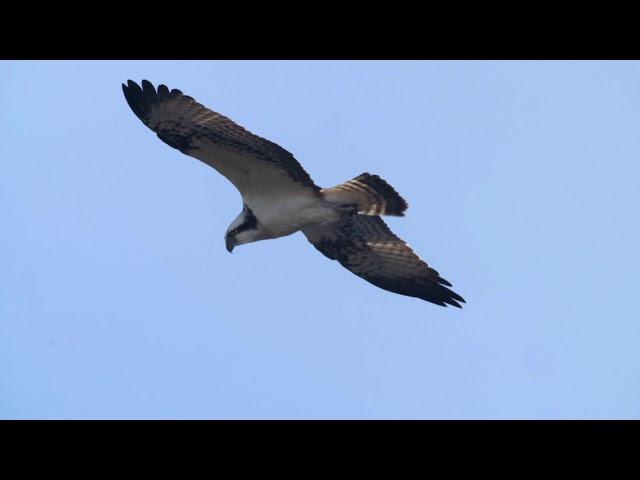 "Cairngorm Reflections" - Offical 2019 WCFF Trailer