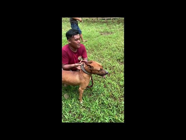 CARA MELATIH ANJING BURU 11 BULAN JENIS TERVIT - LOKASI JAWA BARAT