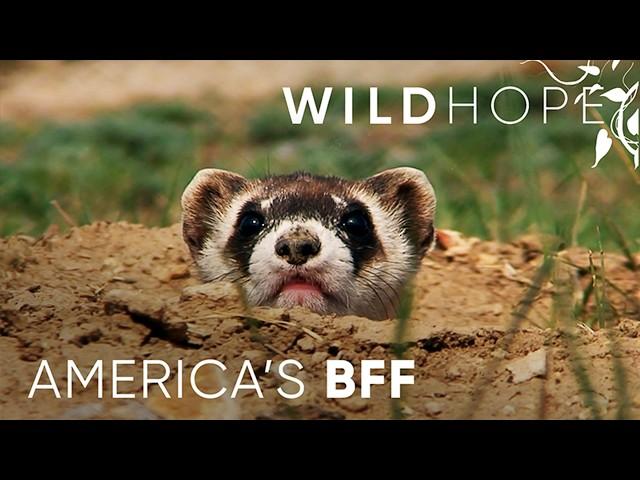 The Decades-Long Fight to Save America’s Black-Footed Ferrets | WILD HOPE