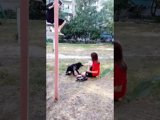 #собака