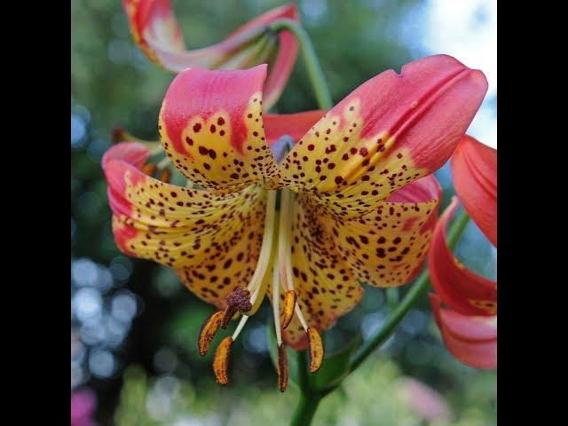 Zanbağın budaqla artırılması (Lilium propogation)