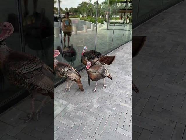 Strutting their stuff and dodging the breakfast menu  #turkey #evermore #orlando #breakfast #fun