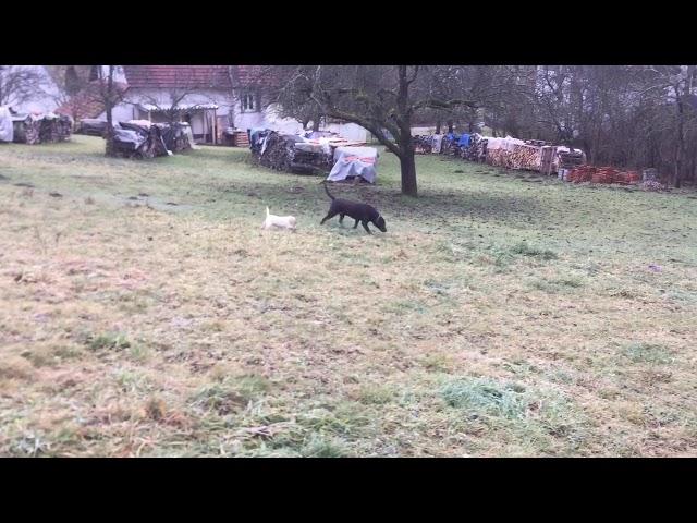 Labrador Welpe mit Papa draußen