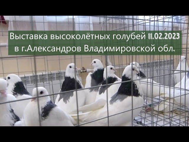 ВЫСТАВКА-ЯРМАРКА ВЫСОКОЛЁТНЫХ ГОЛУБЕЙ г. Александров 11.02.2023 г. #pigeon #голуби