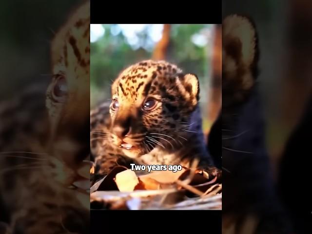 A leopard and men’s story #shortvideo #rescue #cuteanimal #animals #leopard #lovestory