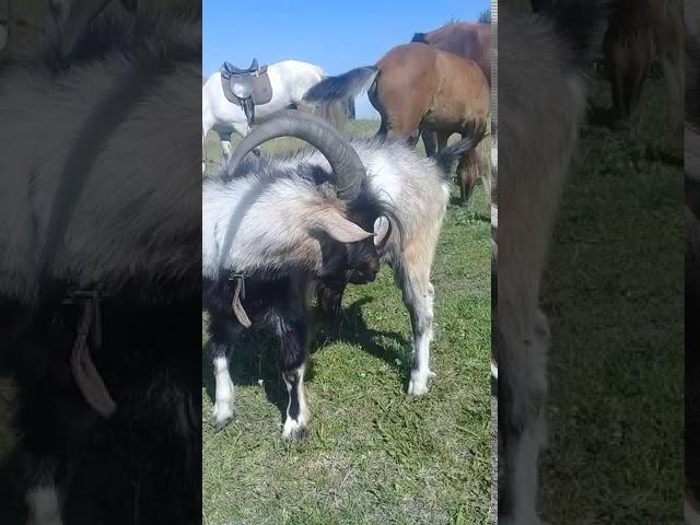 Наш Козёл по кличке Миша.