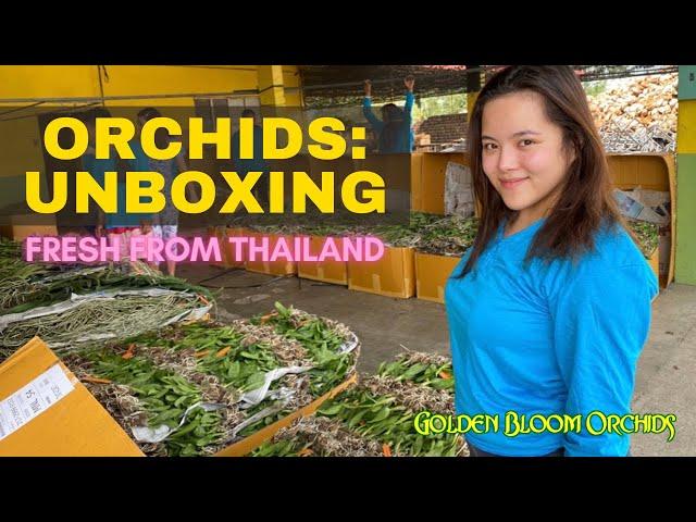 Orchids Unboxing @ Golden Bloom Orchids